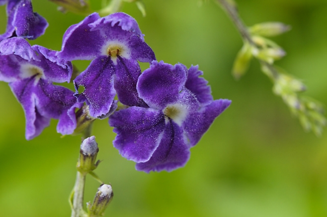 Fleurs Nanthawan Aout 2010-031